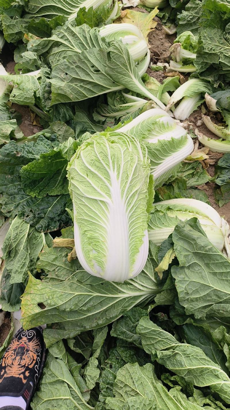 义和秋白菜，砀山基地直供，货源充足，代发全国，欢迎联系！
