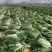 义和秋白菜，砀山基地直供，货源充足，代发全国，欢迎联系！
