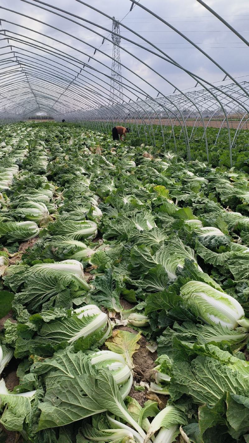 义和秋白菜，砀山基地直供，货源充足，代发全国，欢迎联系！