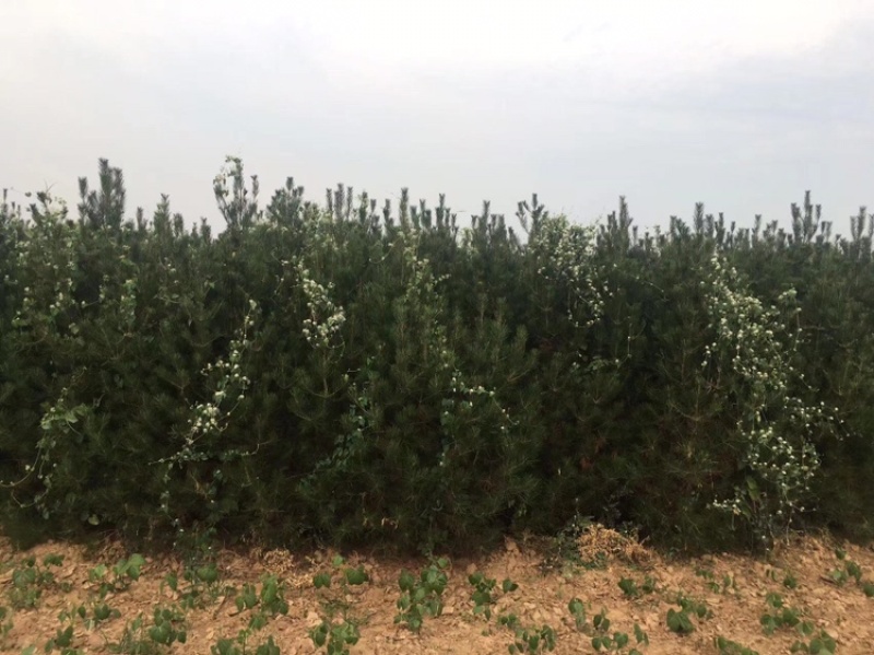 山西运城出售各种精品规格的杯苗，土球白皮松