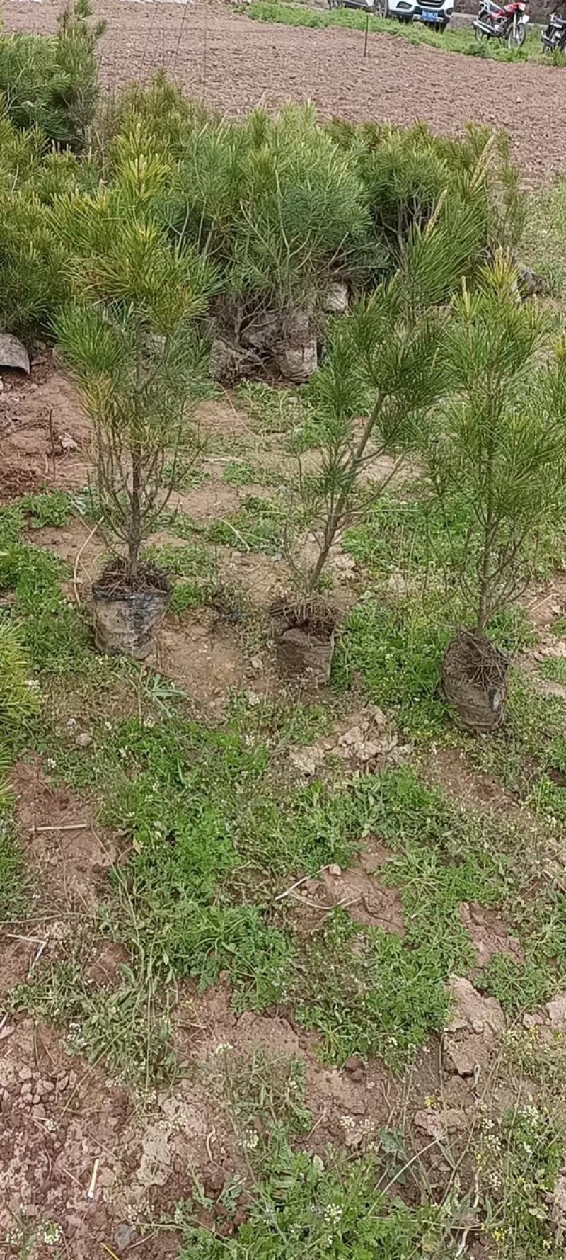 山西运城出售各种精品规格的杯苗，土球白皮松
