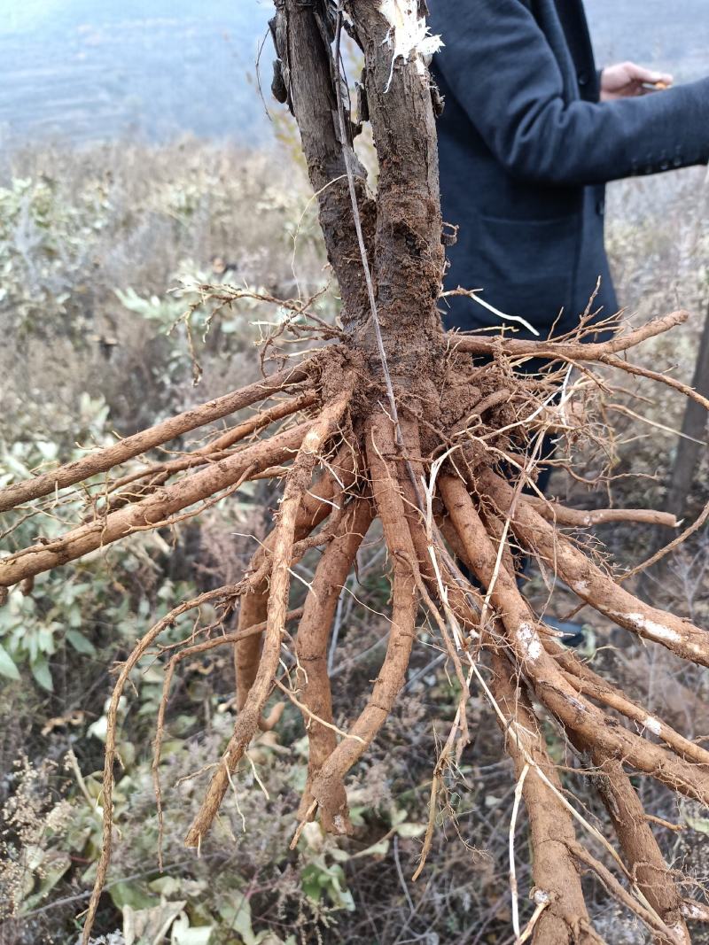 鲜牡丹根50吨现货出售