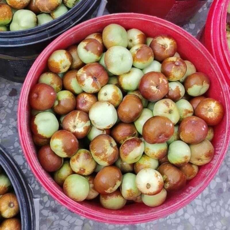 正宗蟠枣苗，品种纯度100%，沙壤地育苗根系发达，