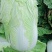 【推荐】大白菜大量上市，市场货，电商货，有需要的联系我