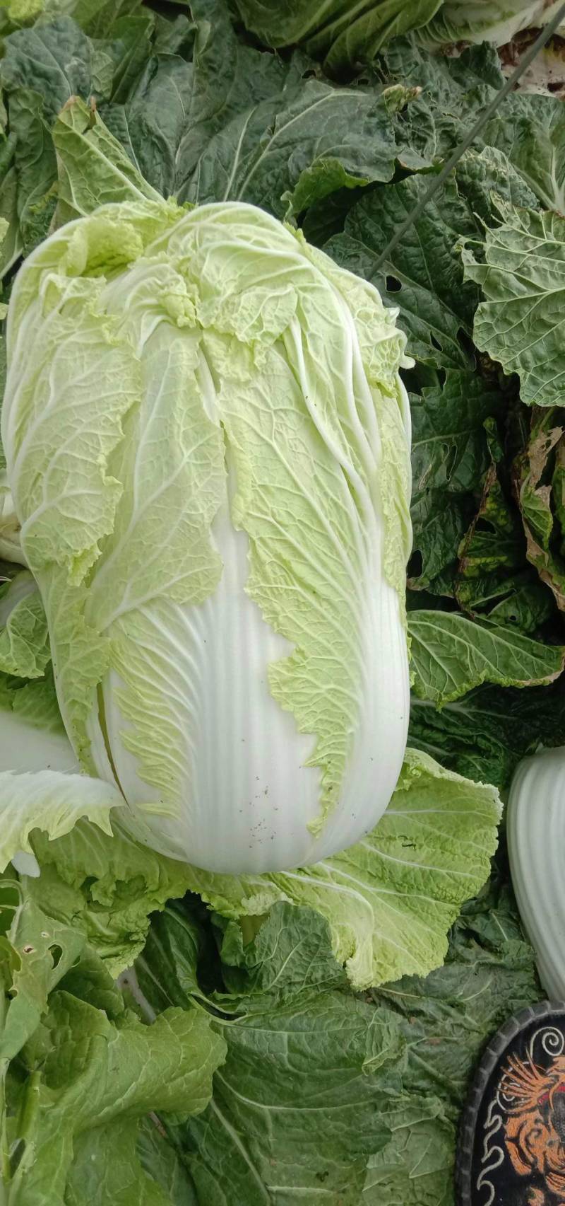 【推荐】大白菜大量上市，市场货，电商货，有需要的联系我