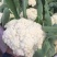 精品小米松花菜菜花产地直发品质保证表面干净