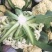 精品小米松花菜菜花产地直发品质保证表面干净