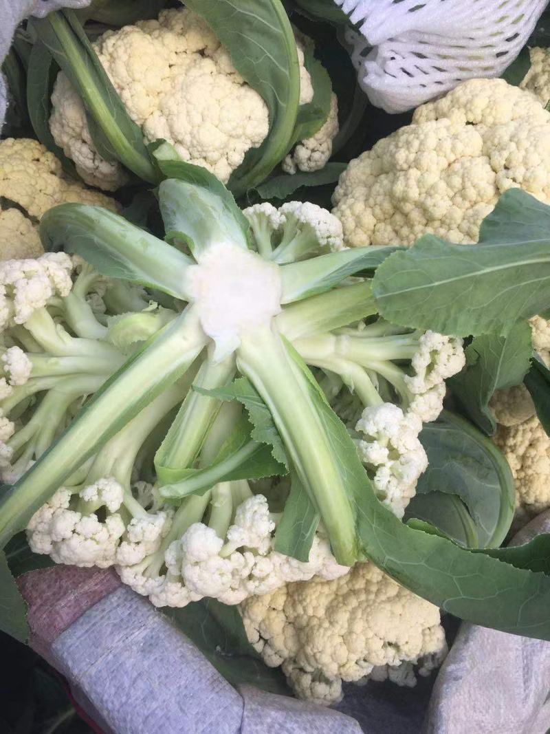 精品小米松花菜菜花产地直发品质保证表面干净