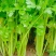【优选】中小西芹菜大量上市，大量有货，价格便宜
