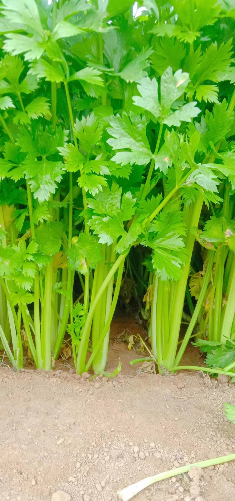 【优选】中小西芹菜大量上市，大量有货，价格便宜