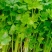 【优选】中小西芹菜大量上市，大量有货，价格便宜