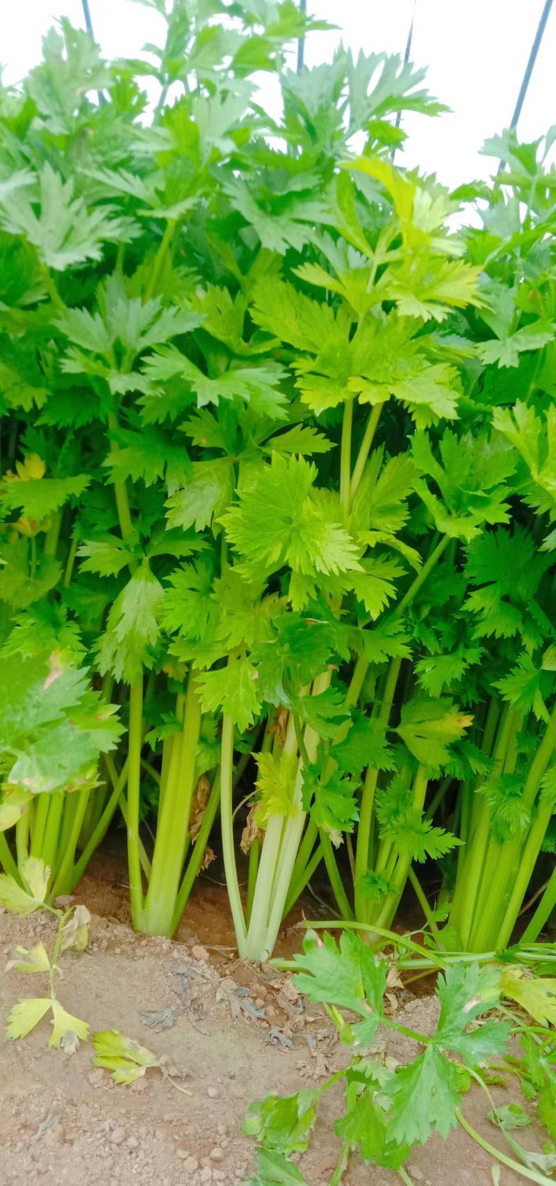 【优选】中小西芹菜大量上市，大量有货，价格便宜