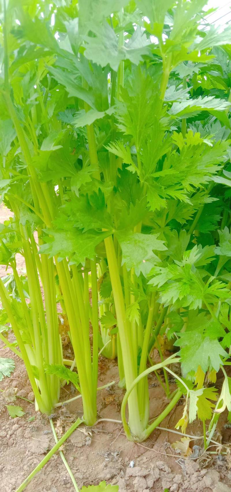 【优选】中小西芹菜大量上市，大量有货，价格便宜