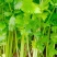 【优选】中小西芹菜大量上市，大量有货，价格便宜