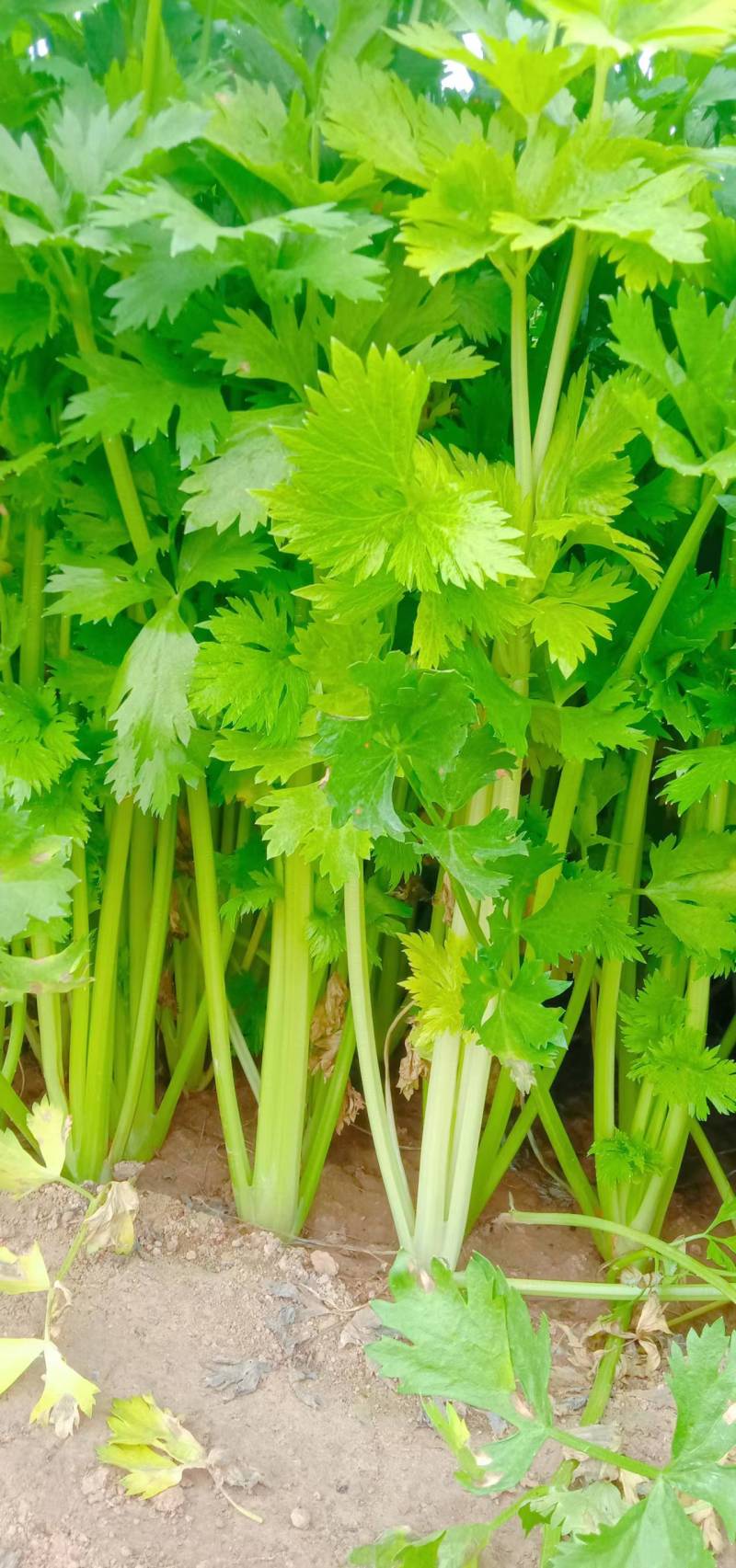 【优选】中小西芹菜大量上市，大量有货，价格便宜