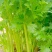 【优选】中小西芹菜大量上市，大量有货，价格便宜