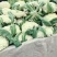 【推荐】白面青梗花菜大量上市，大量现货。价格便宜