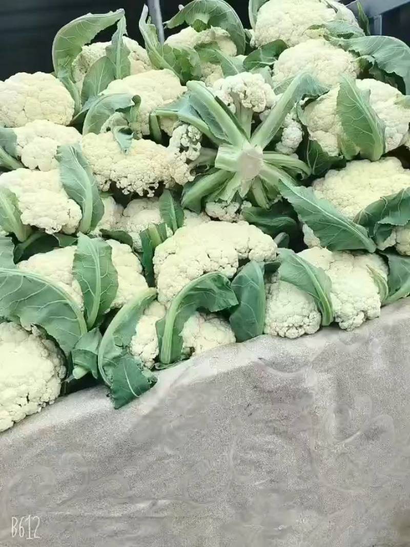 【推荐】白面青梗花菜大量上市，大量现货。价格便宜