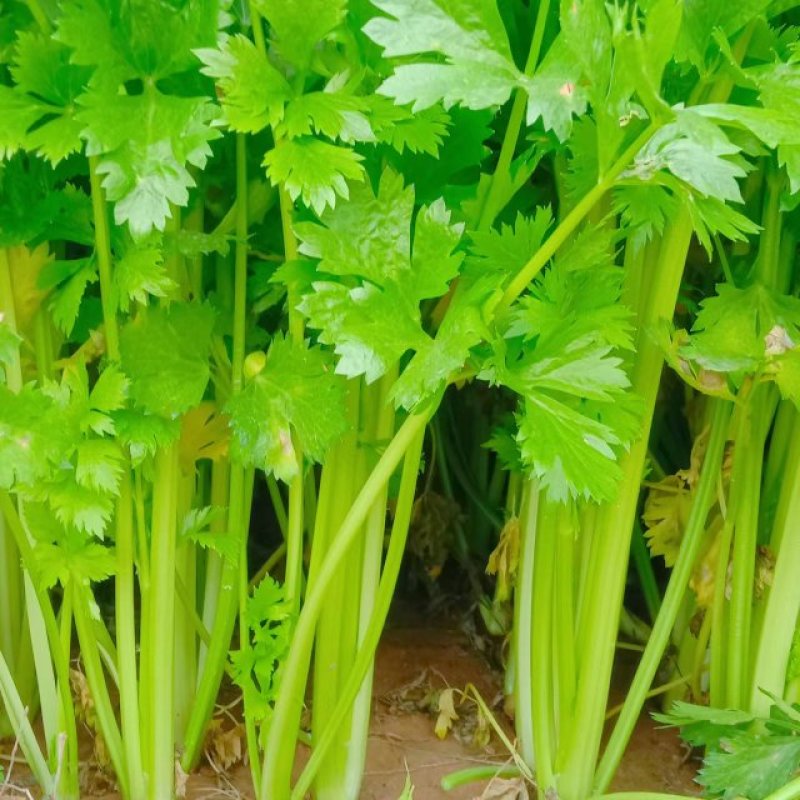 【优选】中小西芹菜大量上市，大量有货，价格便宜
