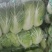 蔬菜礼包蔬菜套装山东蔬菜原产地精品货源代发全国