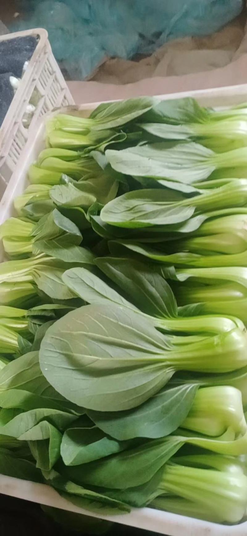 蔬菜礼包蔬菜套装山东蔬菜原产地精品货源代发全国