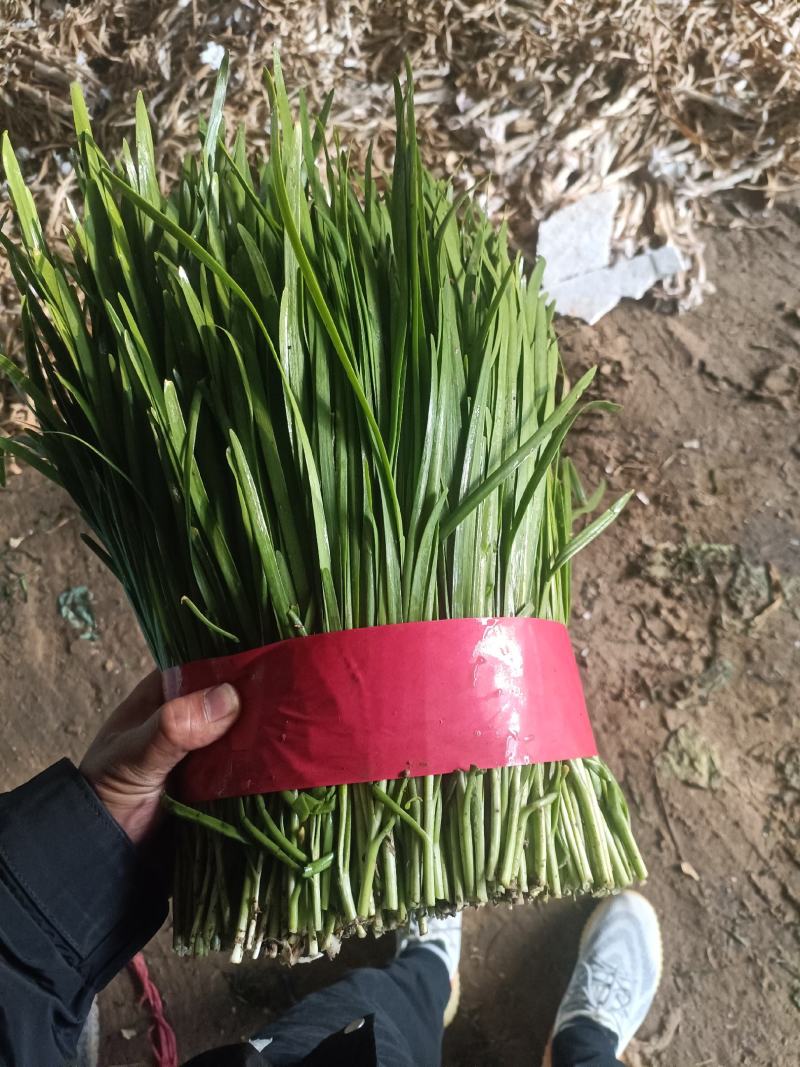 蔬菜礼包蔬菜套装山东蔬菜原产地精品货源代发全国