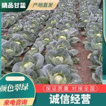 【精品圆包菜】河南邓州甘蓝颜色翠绿球型圆整保质保量