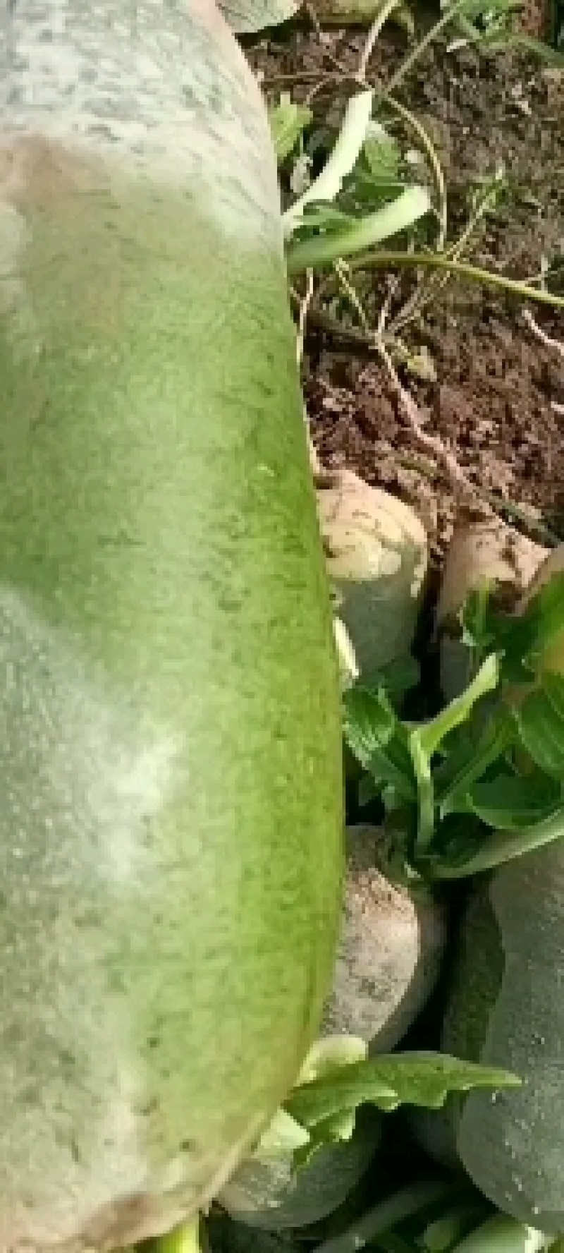 红皮萝卜1~1.5斤起，青皮辣萝卜等各种萝卜，代收代发