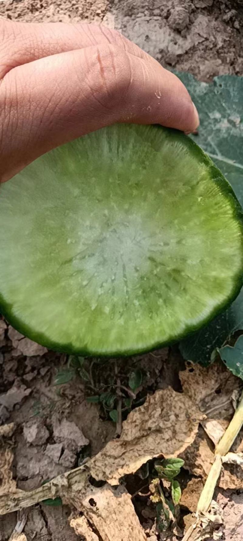 红皮萝卜1~1.5斤起，青皮辣萝卜等各种萝卜，代收代发