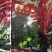 西藏野生人参果500克一包新货干品蕨麻10公斤包邮