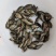 大品种脆肉罗非鱼苗单性特大种非洲鲫鱼福寿鱼淡水养殖草鱼包