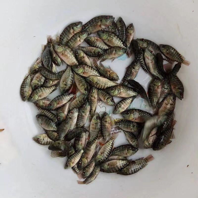 大品种脆肉罗非鱼苗单性特大种非洲鲫鱼福寿鱼淡水养殖草鱼包