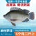 大品种脆肉罗非鱼苗单性特大种非洲鲫鱼福寿鱼淡水养殖草鱼包