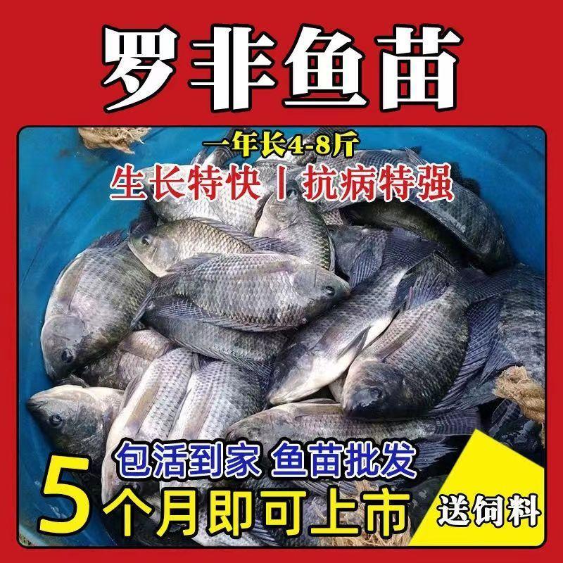 大品种脆肉罗非鱼苗单性特大种非洲鲫鱼福寿鱼淡水养殖草鱼包