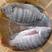 大品种脆肉罗非鱼苗单性特大种非洲鲫鱼福寿鱼淡水养殖草鱼包
