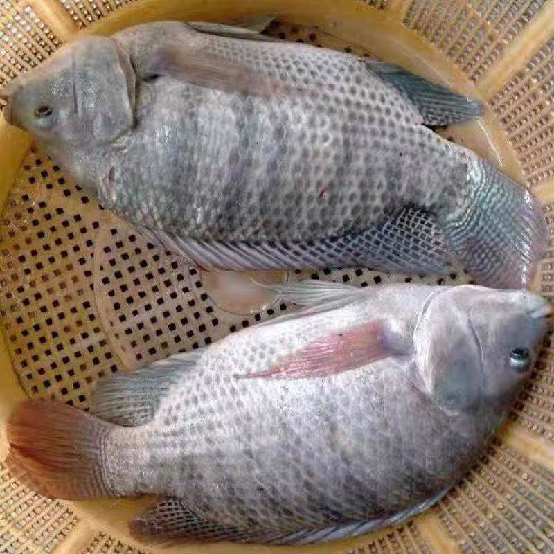 大品种脆肉罗非鱼苗单性特大种非洲鲫鱼福寿鱼淡水养殖草鱼包
