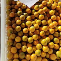 滑皮金桔