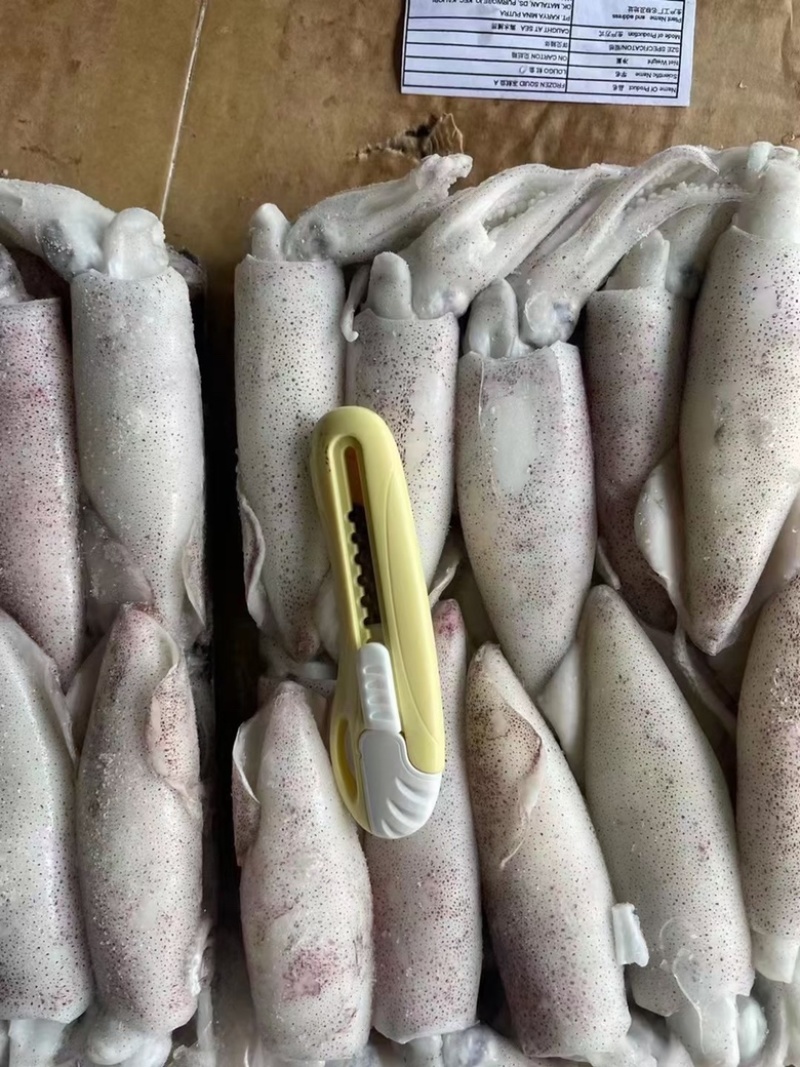 小鱿鱼