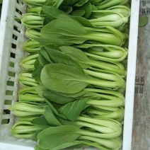 常年基地大量供应精品上海青，毛白菜，代发代购一条龙服务