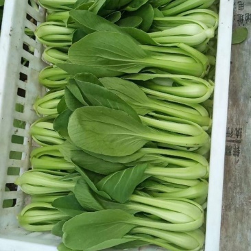常年基地大量供应精品上海青，毛白菜，代发代购一条龙服务