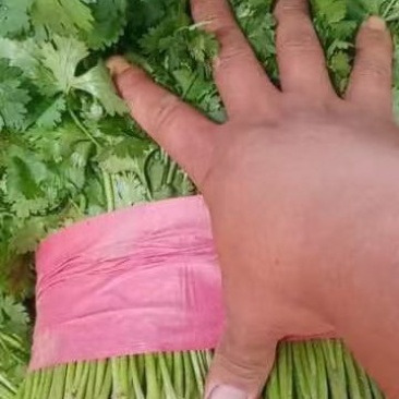 泰安精品大叶精品香菜