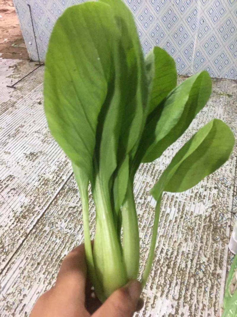 常年基地大量供应精品上海青，毛白菜，代发代购一条龙服务