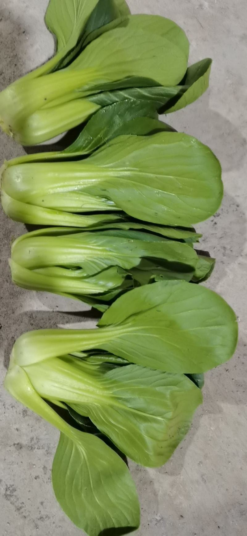 常年基地大量供应精品上海青，毛白菜，代发代购一条龙服务