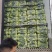 常年基地大量供应精品上海青，毛白菜，代发代购一条龙服务