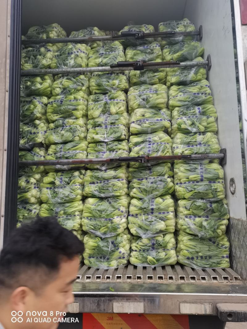 常年基地大量供应精品上海青，毛白菜，代发代购一条龙服务