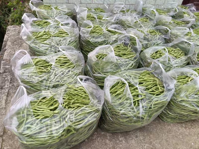 无筋豆大量上市，需要的老铁看过来