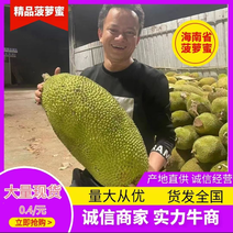 海南省海口市黄肉菠萝蜜全国供应果子全年充足欢迎电联洽谈