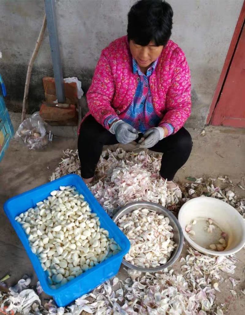 【实力商家】蒜米蒜芯米蒜子去皮大蒜供应食品厂市场批发