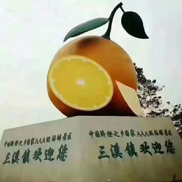 金堂三溪脐橙大量上市，颜色火红，皮薄多汁。皮薄老少皆宜。