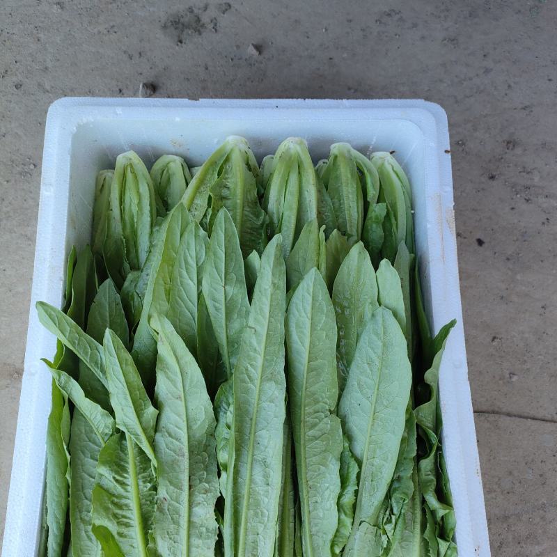 油麦菜河北油麦菜产地直发无中间商品质保证欢迎咨询